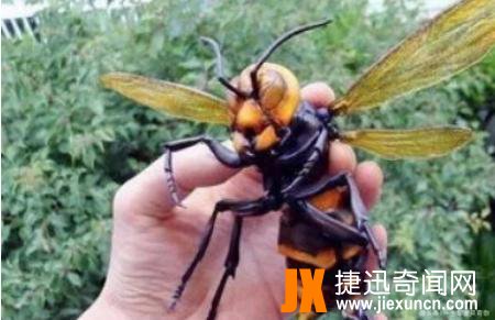 【恐怖虫】世界上最恐怖虫的五种虫子，分分钟致命！