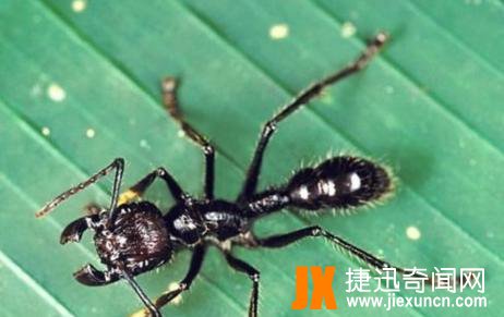 【恐怖虫】世界上最恐怖虫的五种虫子，分分钟致命！
