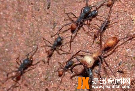 【恐怖虫】世界上最恐怖虫的五种虫子，分分钟致命！