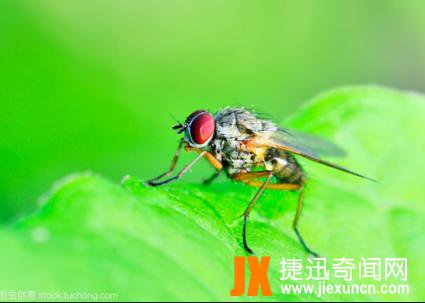 【恐怖虫】世界上最恐怖虫的五种虫子，分分钟致命！