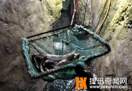 云南盘鮈鱼