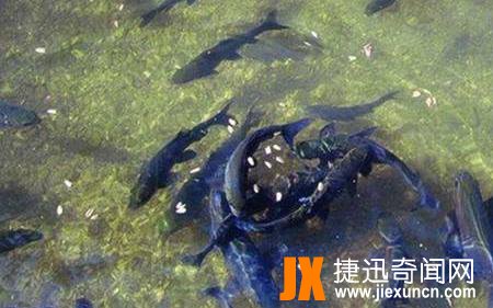 云南盘鮈鱼
