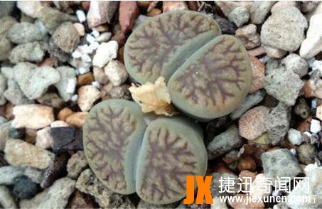 观赏价值很高的植物之一：十大生石花贵货排名，生石花图片