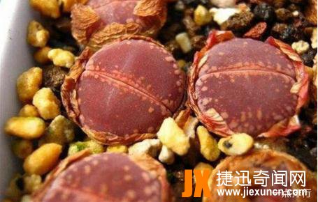 观赏价值很高的植物之一：十大生石花贵货排名，生石花图片