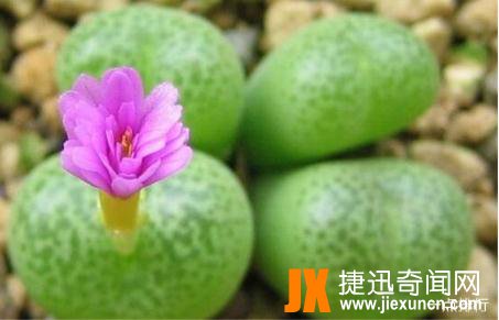 观赏价值很高的植物之一：十大生石花贵货排名，生石花图片