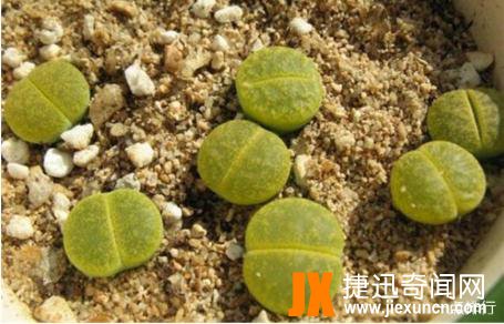 观赏价值很高的植物之一：十大生石花贵货排名，生石花图片