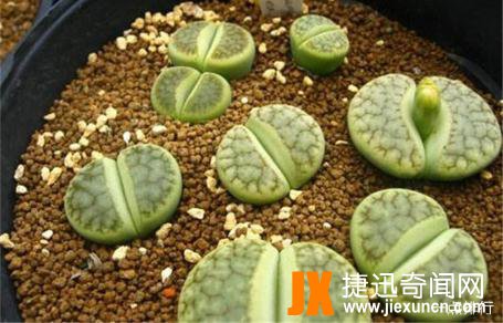 观赏价值很高的植物之一：十大生石花贵货排名，生石花图片