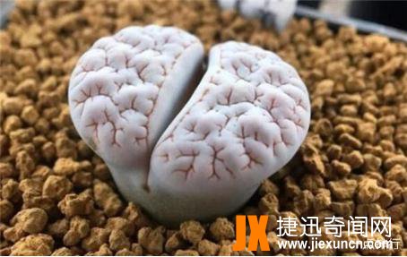 观赏价值很高的植物之一：十大生石花贵货排名，生石花图片