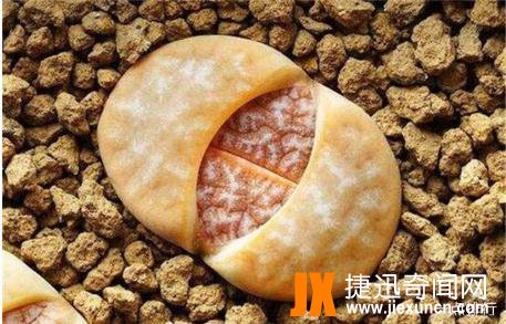 观赏价值很高的植物之一：十大生石花贵货排名，生石花图片