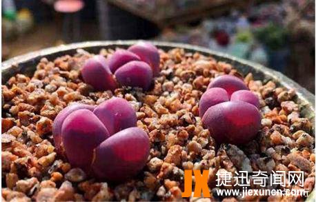 观赏价值很高的植物之一：十大生石花贵货排名，生石花图片