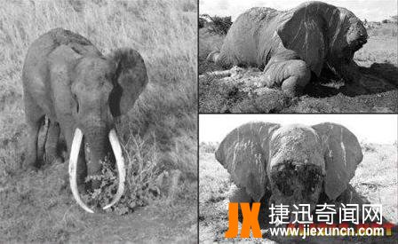 "萨陶":昔日的"大象之王",惨遭盗猎者杀戮