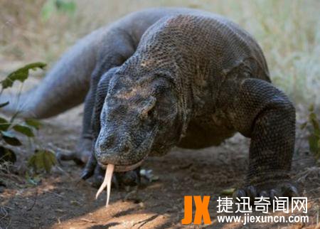 科莫多巨蜥