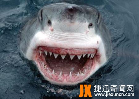大白鲨