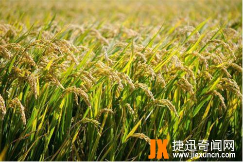 中国十大垄断技术