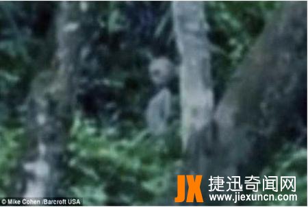巴西亚马逊外星人