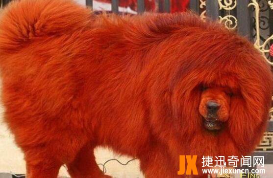 纯红藏獒：世界上最贵的狗，全身红毛价值1580万元（图片）