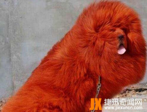 纯红藏獒：世界上最贵的狗，全身红毛价值1580万元（图片）