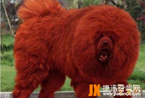 纯红藏獒：世界上最贵的狗，全身红毛价值1580万元（图片）