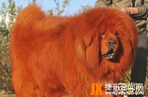 纯红藏獒：世界上最贵的狗，全身红毛价值1580万元（图片）