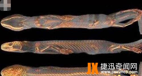 真足蛇有没有灭绝：远古时期已灭绝的有脚蛇类(真足蛇照片)