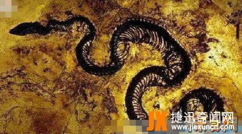 真足蛇有没有灭绝：远古时期已灭绝的有脚蛇类(真足蛇照片)