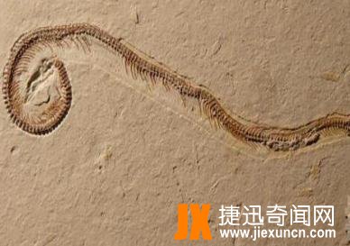 真足蛇有没有灭绝：远古时期已灭绝的有脚蛇类(真足蛇照片)