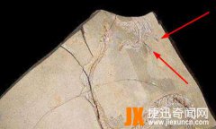 真足蛇有没有灭绝：远古时期已灭绝的有