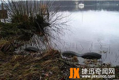 英国温德米尔湖水怪，与苏格兰尼斯湖水怪相似（4段隆起的身躯）