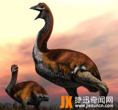 隆鸟图片：1649年灭绝