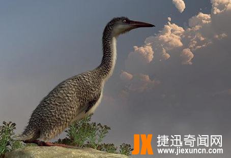 今鸟亚纲（Ornithurae） 代表：黄昏鸟（Hesperornia）