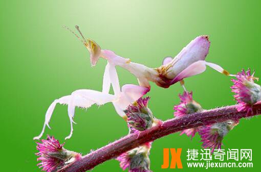 世界十大最恶心虫子，世界上最恶心的十大昆虫，个个令人毛骨悚然！
