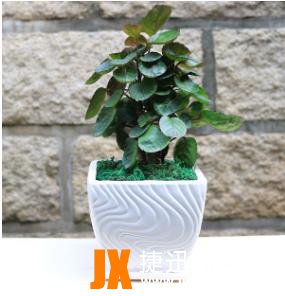 10种最旺宅的植物：家里养这些植物财运好