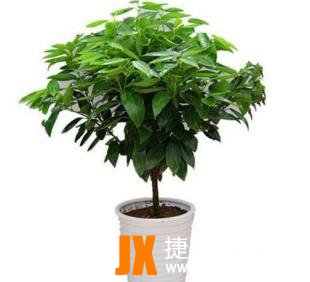 10种最旺宅的植物：家里养这些植物财运好