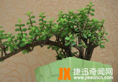10种最旺宅的植物：家里养这些植物财运好