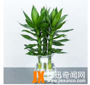 10种最旺宅的植物：家里养这些植物财运好