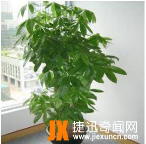 10种最旺宅的植物：家里养这些植物财运好