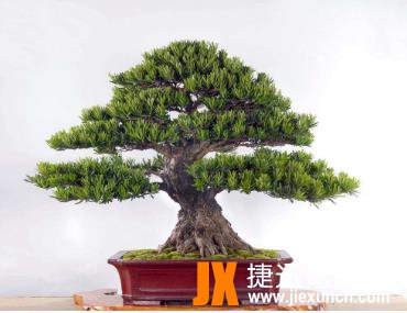 10种最旺宅的植物：家里养这些植物财运好