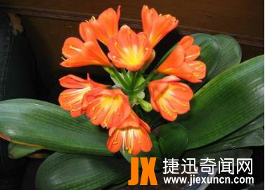 10种最旺宅的植物：家里养这些植物财运好