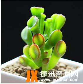 10种最旺宅的植物：家里养这些植物财运好