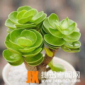 10种最旺宅的植物：家里养这些植物财运好