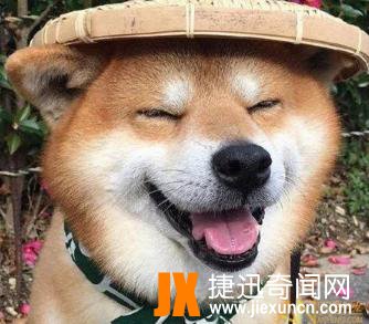微笑狗,微笑狗图片