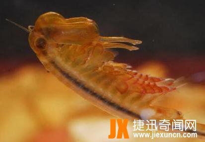 仙女虾是什么梗?正解：一种不能吃的水生动物,并不是虾（图文）