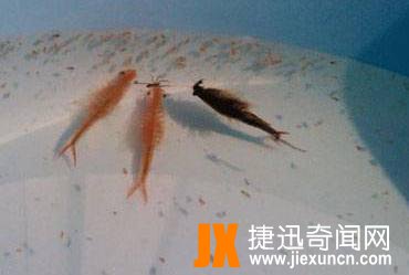 仙女虾是什么梗?正解：一种不能吃的水生动物,并不是虾（图文）