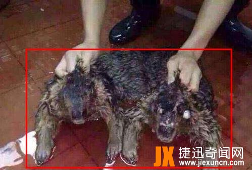 水猴子水鬼图片：最真实的水猴子水鬼图片
