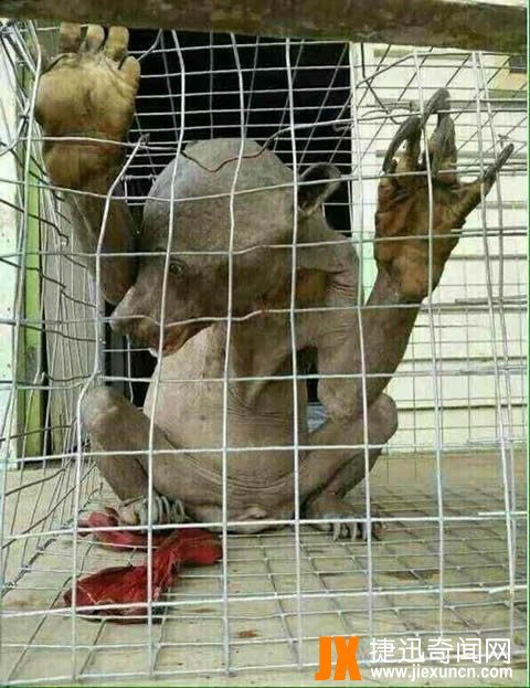 水猴子水鬼图片：最真实的水猴子水鬼图片