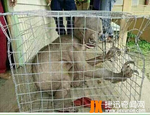 水猴子水鬼图片：最真实的水猴子水鬼图片