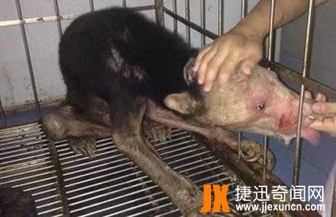 树懒是水鬼?关于水鬼的传说资料解读