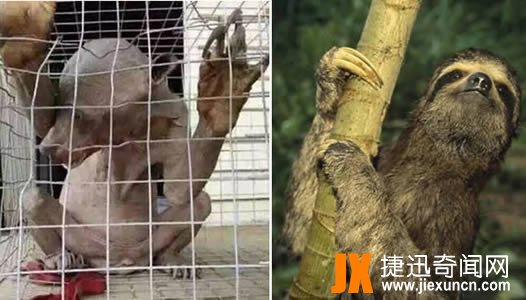 树懒是水鬼?关于水鬼的传说资料解读