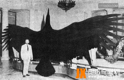 阿根廷巨鹰