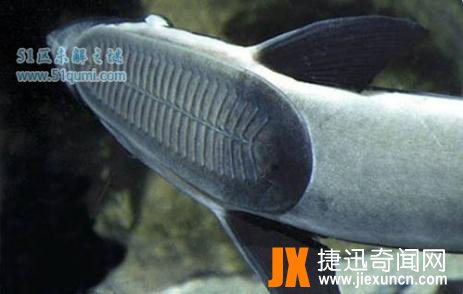 吸盘鱼：世界上最恶心的鱼，吸盘鱼能吃吗?